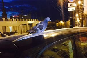 ��� ������ ��� ... � ������� �����... ����� �� ������...